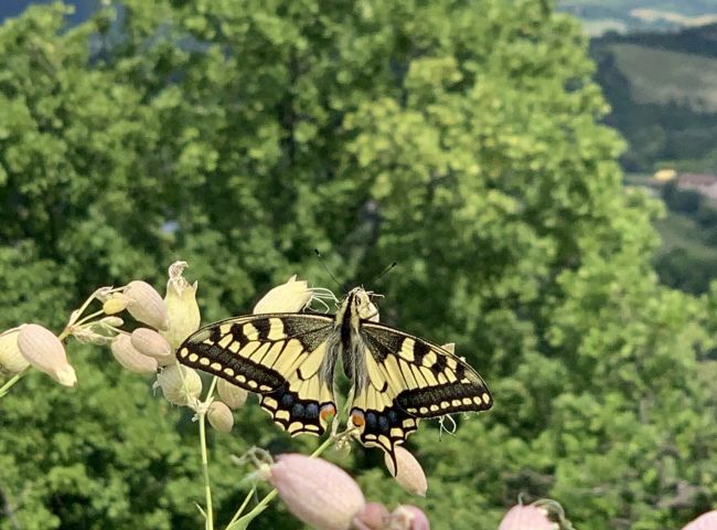 Papilio machaon – Monte Rocca 2021.