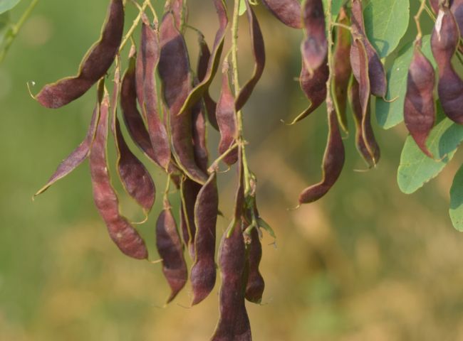 Robinia pseudoacacia – Percorso vita, Zola Predosa, giugno 2022