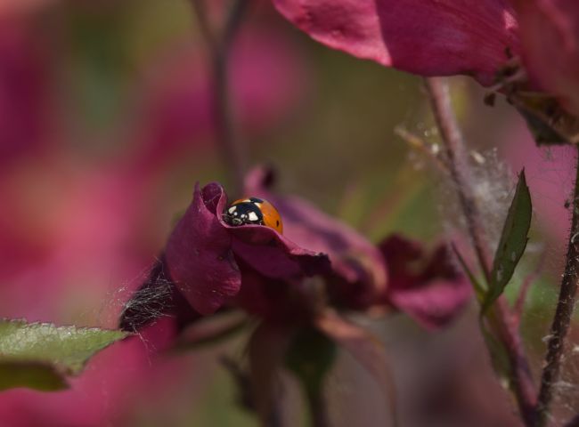 Coccinella septempunctata  – Percorso vita, Zola Predosa, giugno 2022