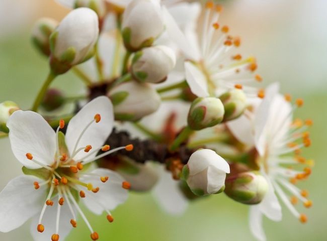 Prunus spinosa – Via San Pancrazio, Zola Predosa, marzo 2021