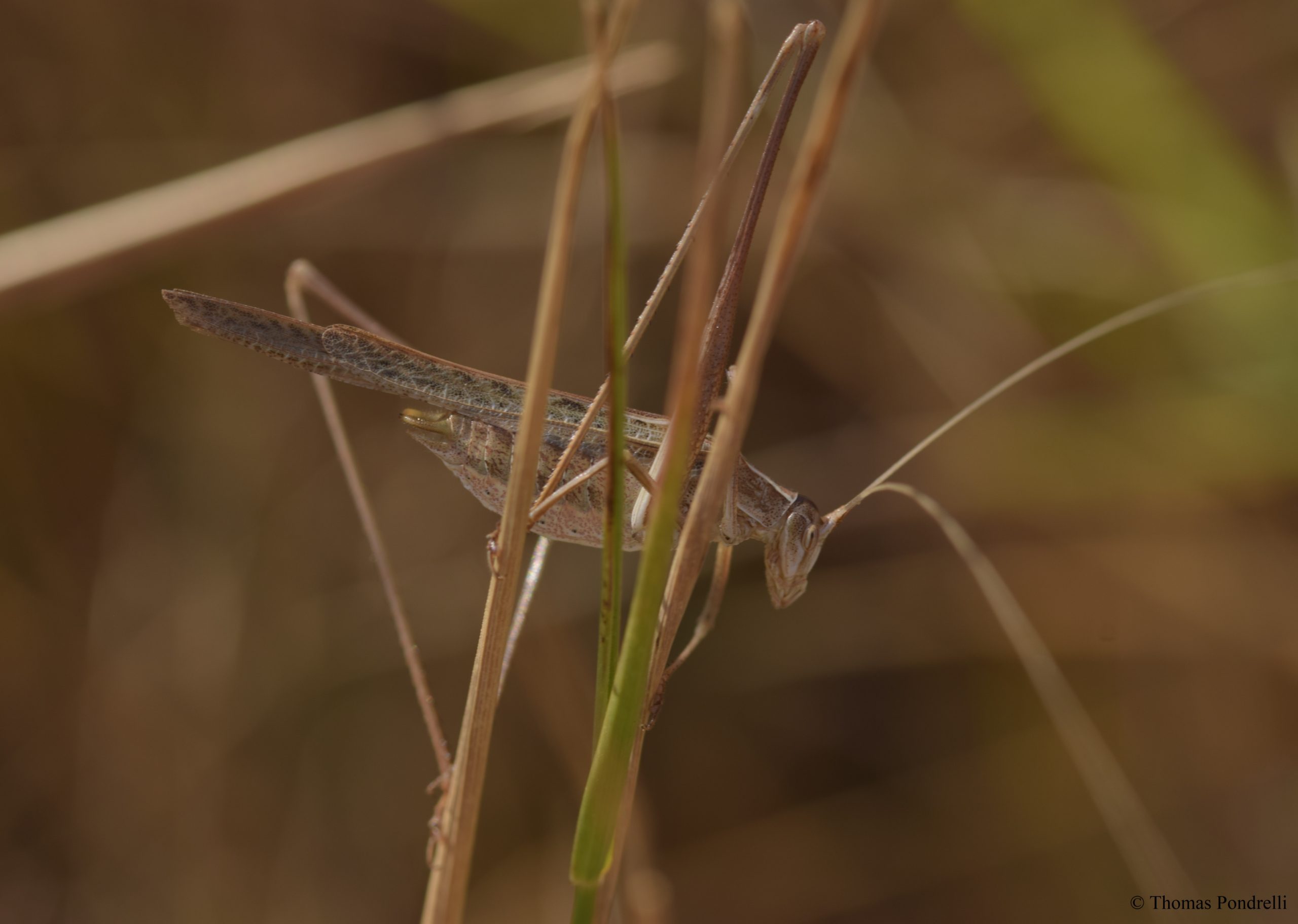 Tylopsis lilifolia – Via Valle, agosto 2021