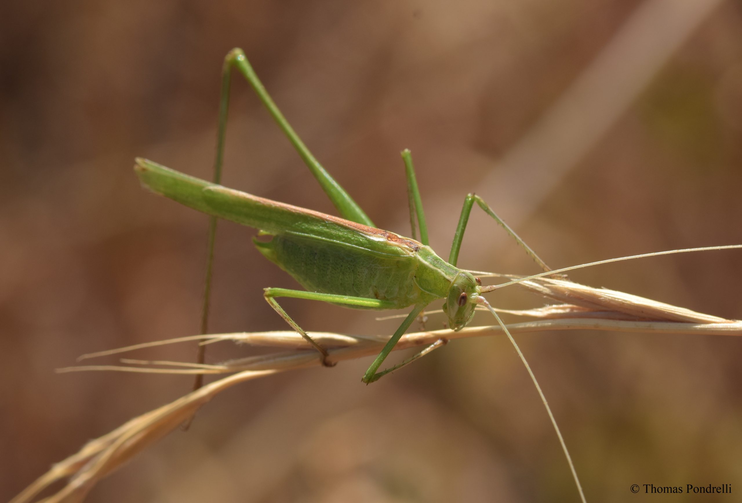 Tylopsis lilifolia – Via Valle, agosto 2021