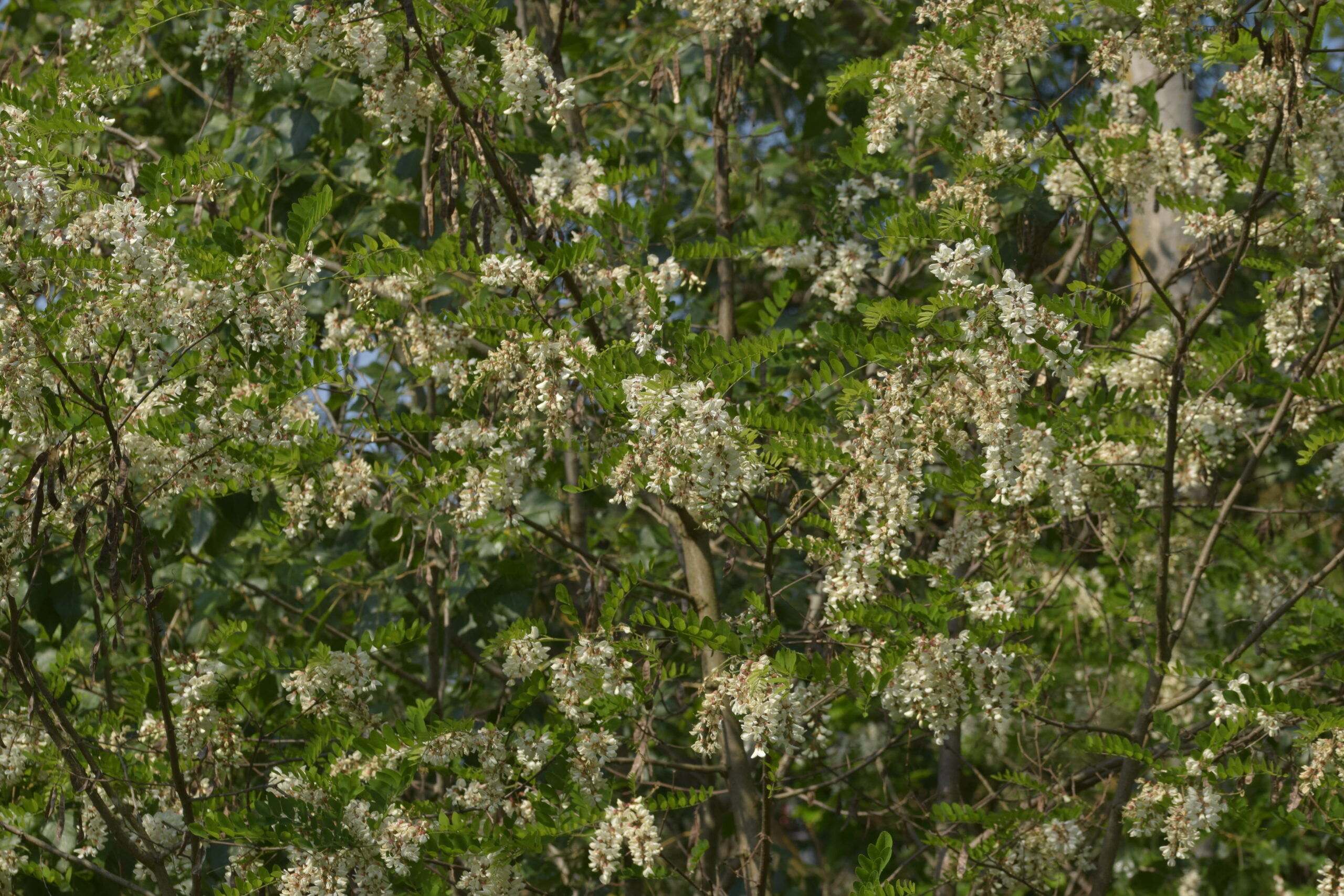 Robinia pseudoacacia – Percorso vita, Zola Predosa, maggio 2022