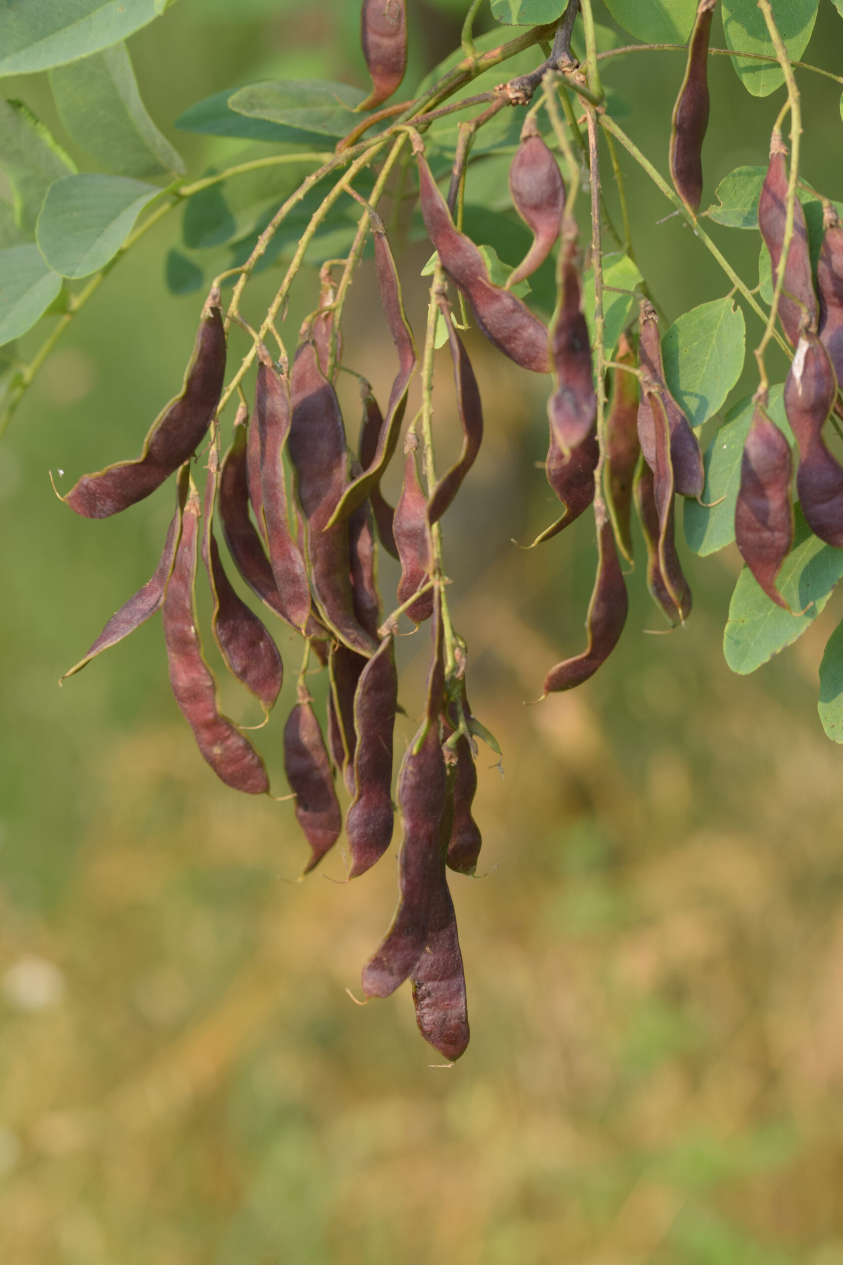 Robinia pseudoacacia – Percorso vita, Zola Predosa, giugno 2022